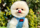 Pomeranian boo teddy bear yavrularımız